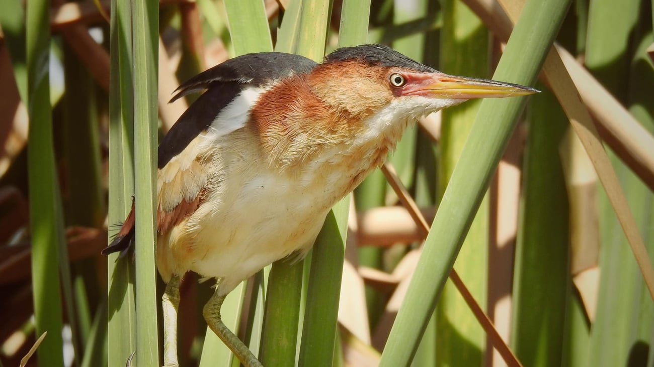 En la UMA se han logrado registrar 164 especies de aves tanto residentes como migratorias