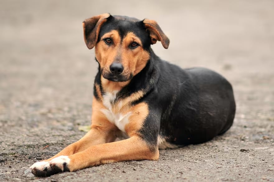 En varios municipios de Yucatán reportaron el envenenamiento de perros, lo que alarma a la población