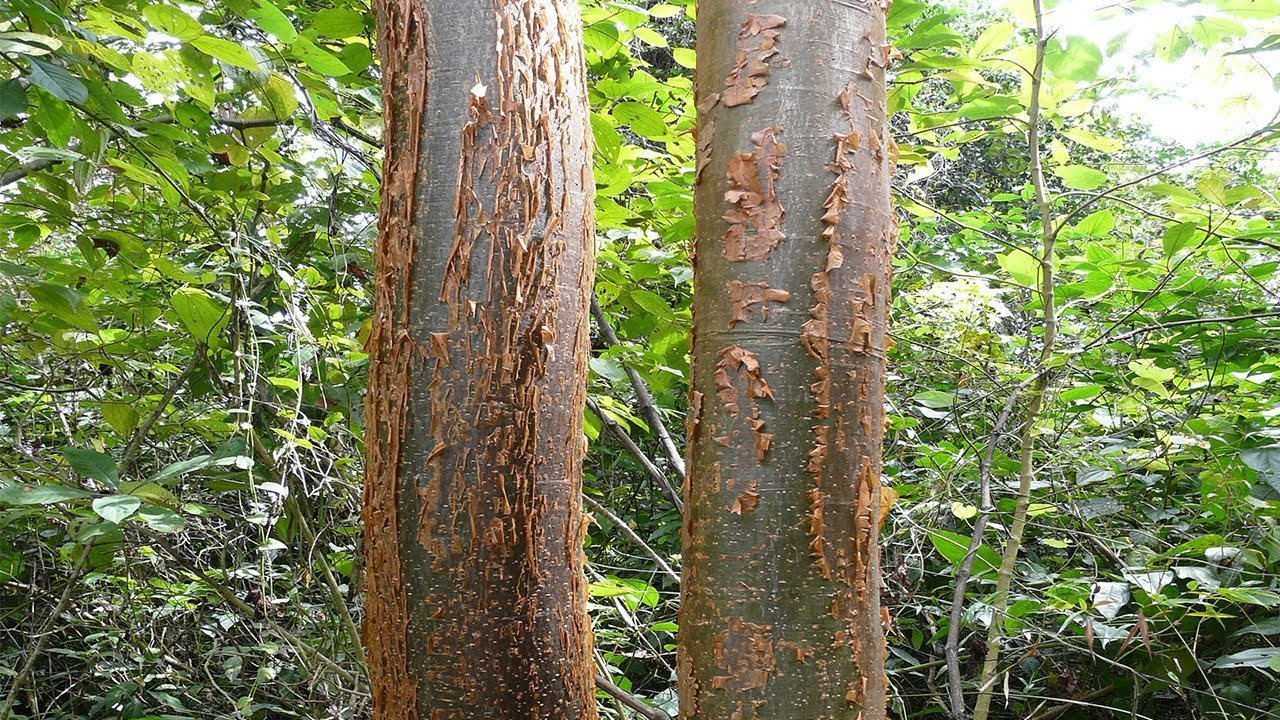 La leyenda de Kinich y Tizic: El duelo mortal que dio origen a los árboles  sagrados de la selva maya 