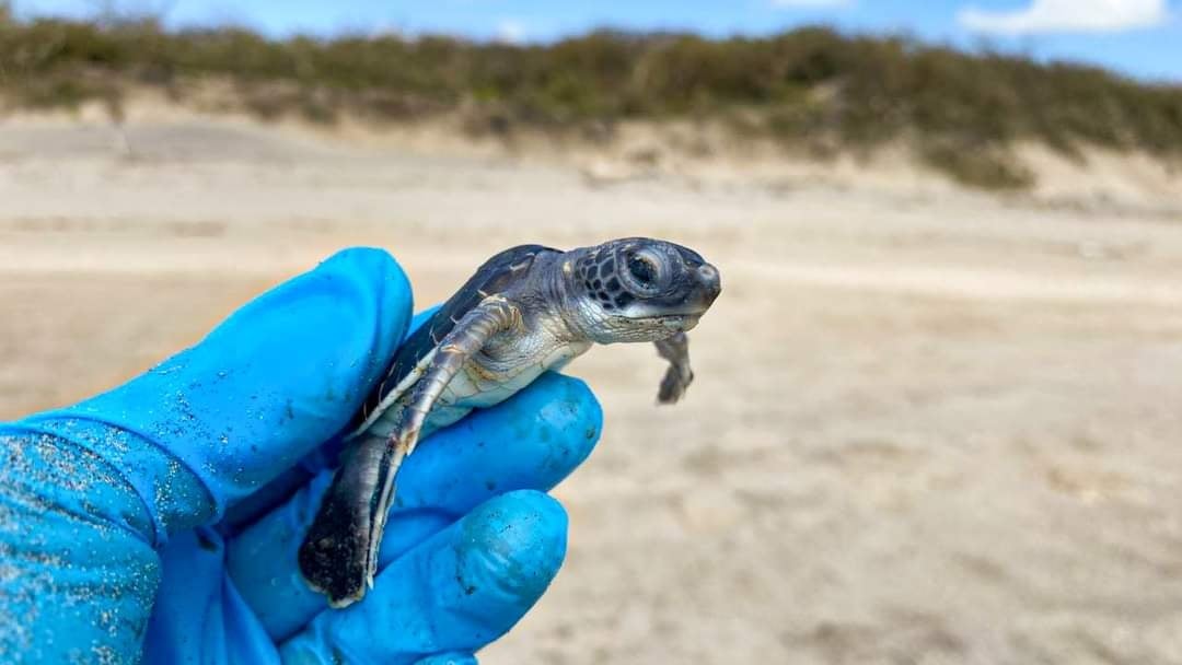  Impacto humano afecta la  anidación de tortugas  en el Oriente de Yucatán