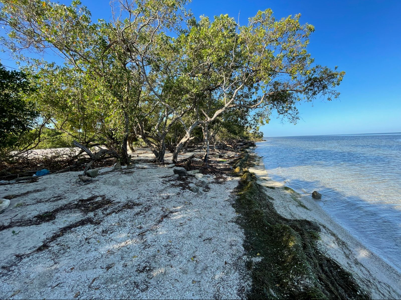 La reserva ecológica que la rodea cuenta con una gran cantidad de manglares y aguas cristalinas.