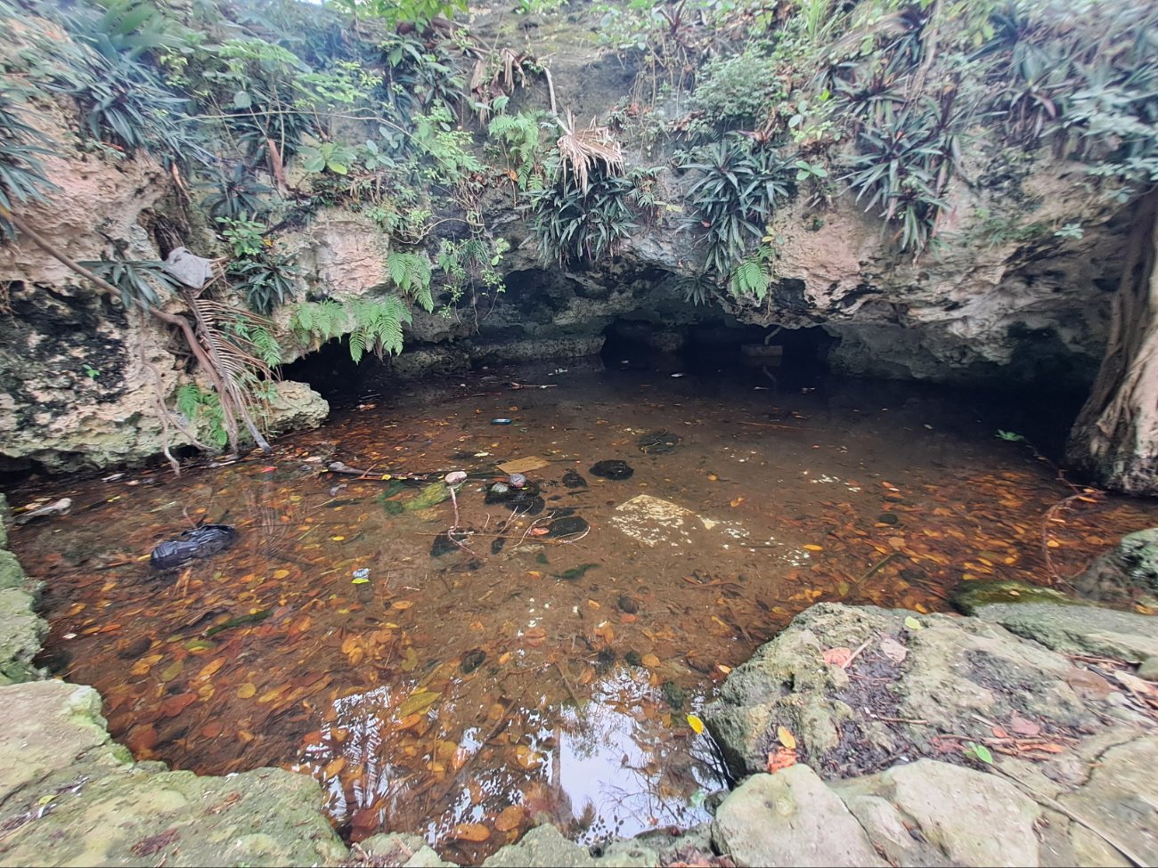 Cenote de la región 230 de Cancún en peligro por altos niveles de contaminación