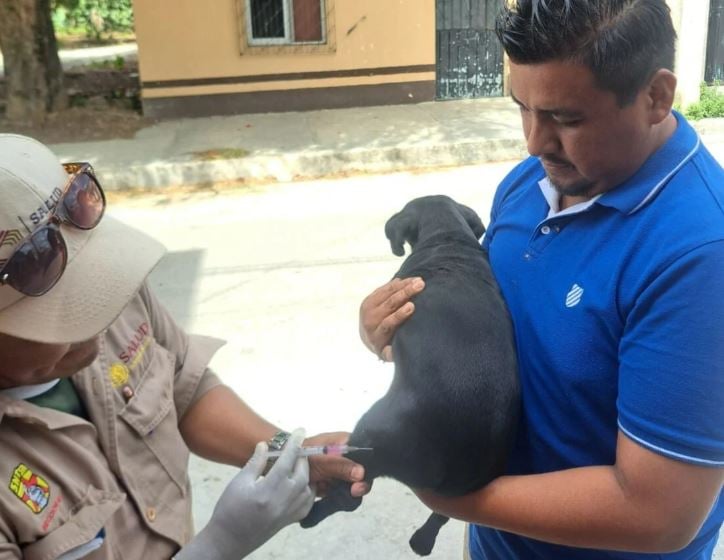 Campeche mantiene su campaña de vacunación antirrábica