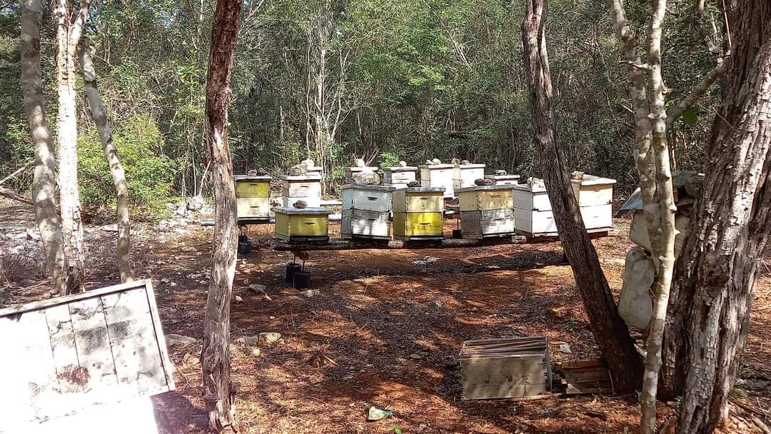 Colocan colmenas cerca de la vegetación costera para que las abejas se alimenten del néctar y polinicen