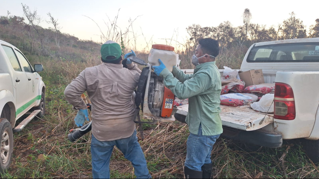 Aparecen tres mangas de langostas en cercanía de Cumpich