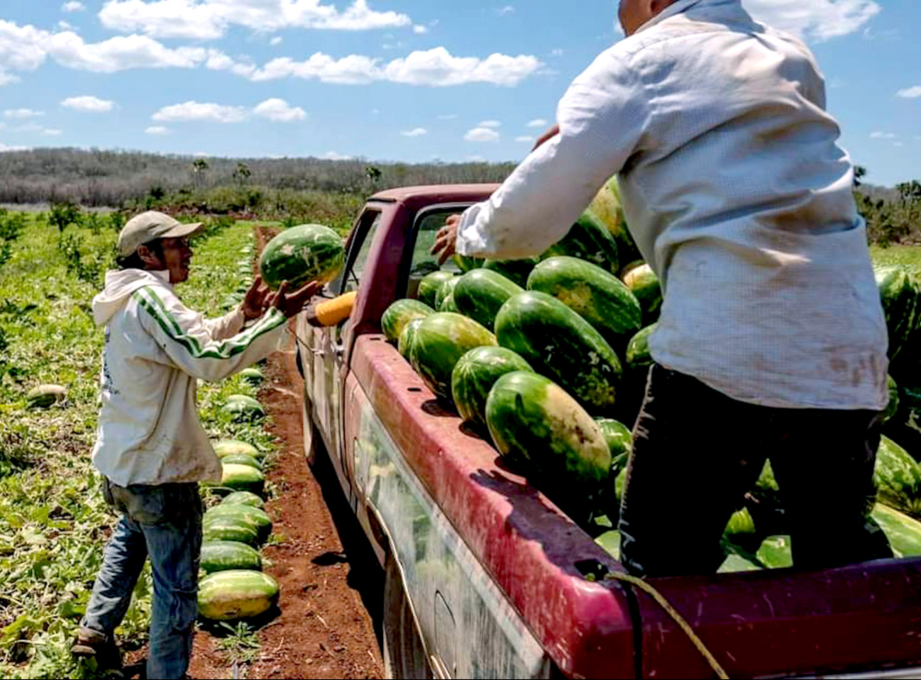 Los campesinos que empezaron a trabajar la fruta fueron los del ejido Adolfo López Mateos.