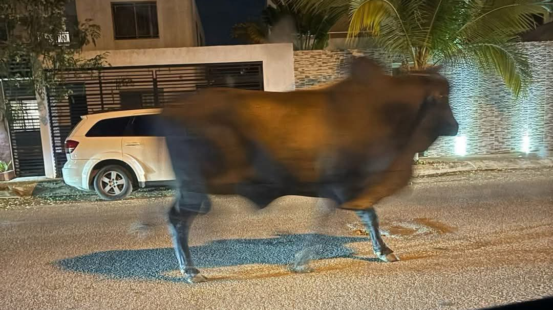 Captan a enorme cebú recorriendo las calles de un fraccionamiento de Mérida