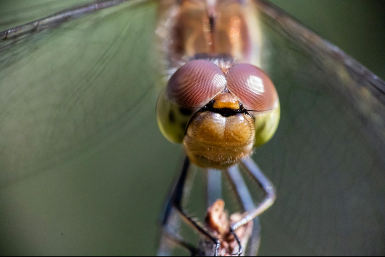 40 macrofotografías integrarán la muestra