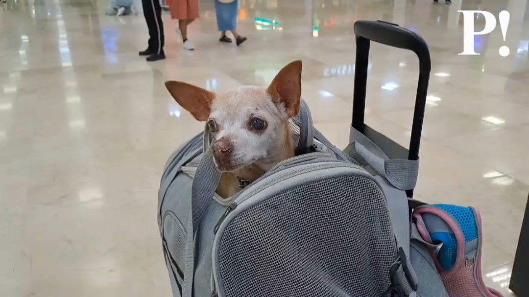 Cecilia describe que viajar con Honey es una experiencia gratificante ya que la chihuahua es tranquila y amable.