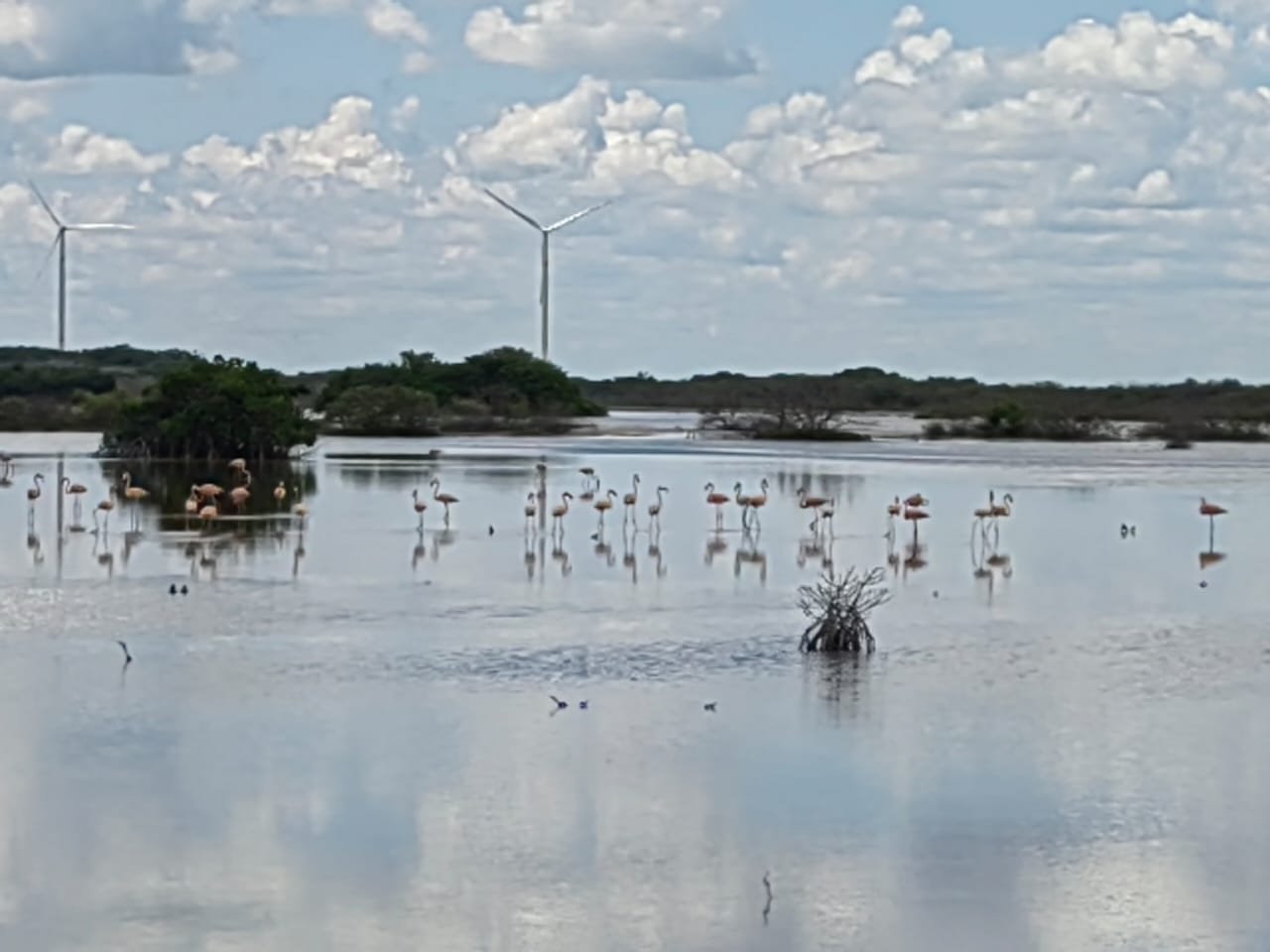 Reportan el aumento de flamencos en ciénagas y manglares de Progreso 