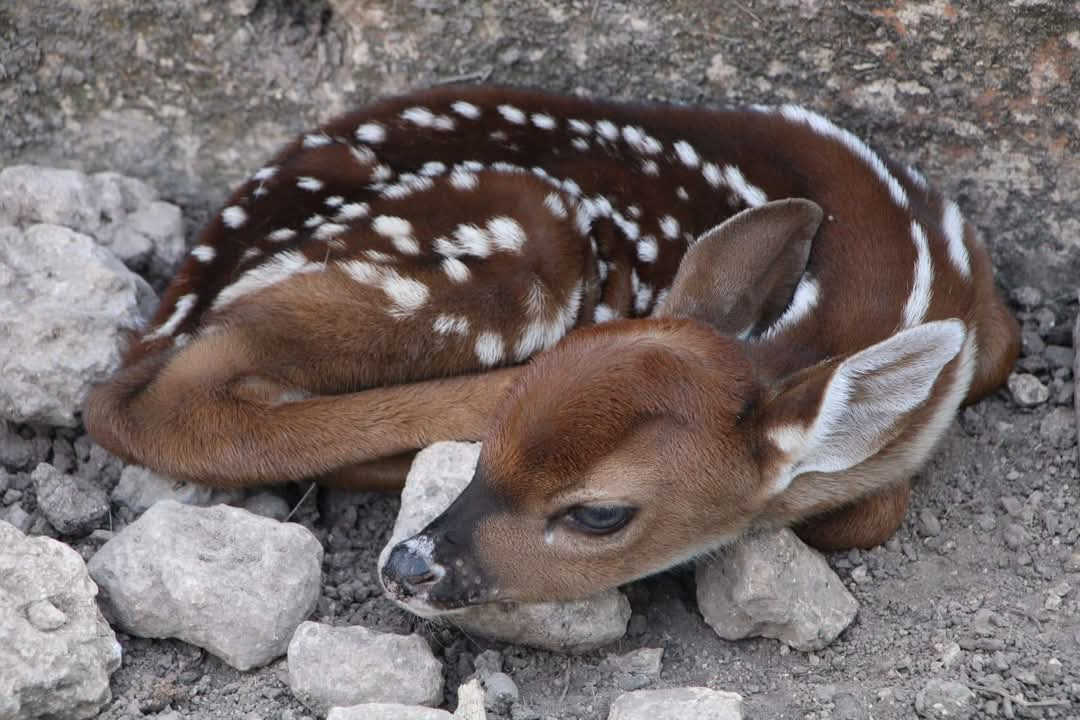 Nacen en La Reina cuatro venados, una especie que ha disminuido su población debido a la caza furtiva