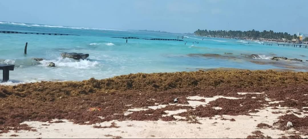 El sargazo comienza a llegar a la costa de Mahahual