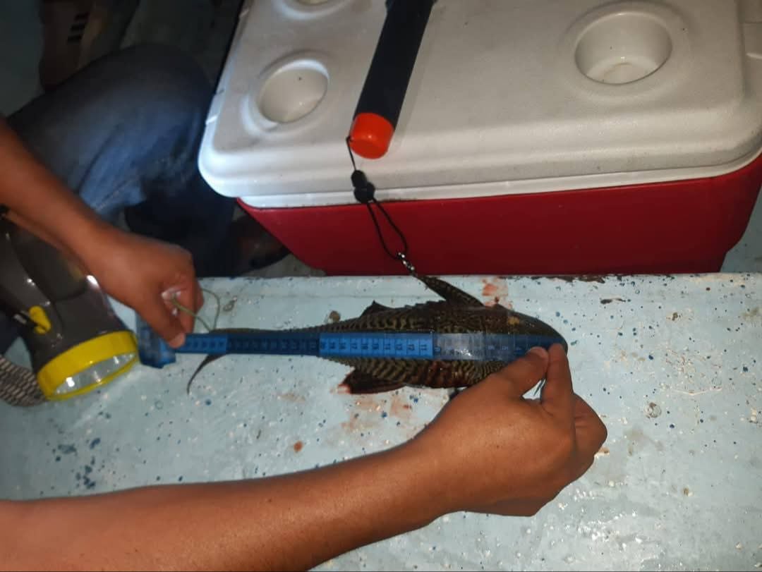 Continúa monitoreo de pez diablo en Bacalar