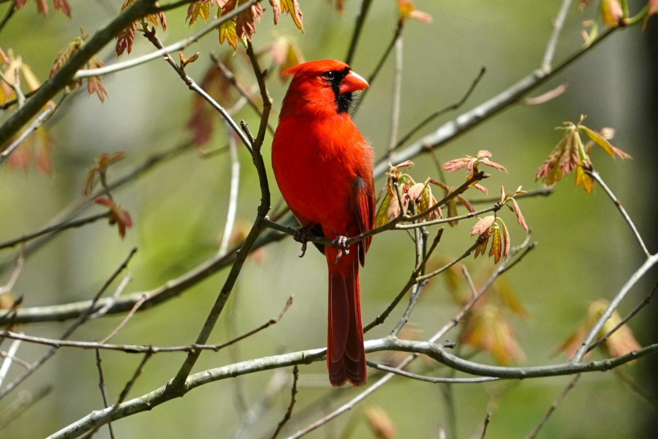 El aviturismo es la práctica que consiste en observar y estudiar a las aves