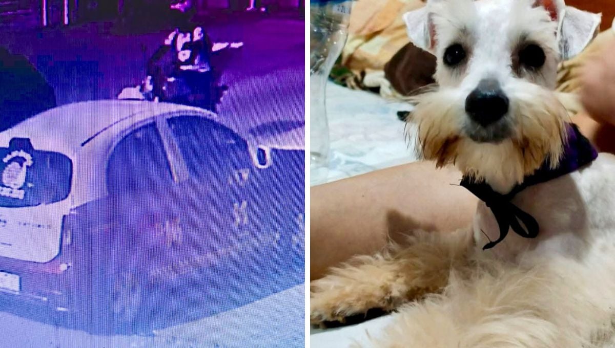 Denuncian que taxista de Campeche se llevó un perro; al parecer fue por error