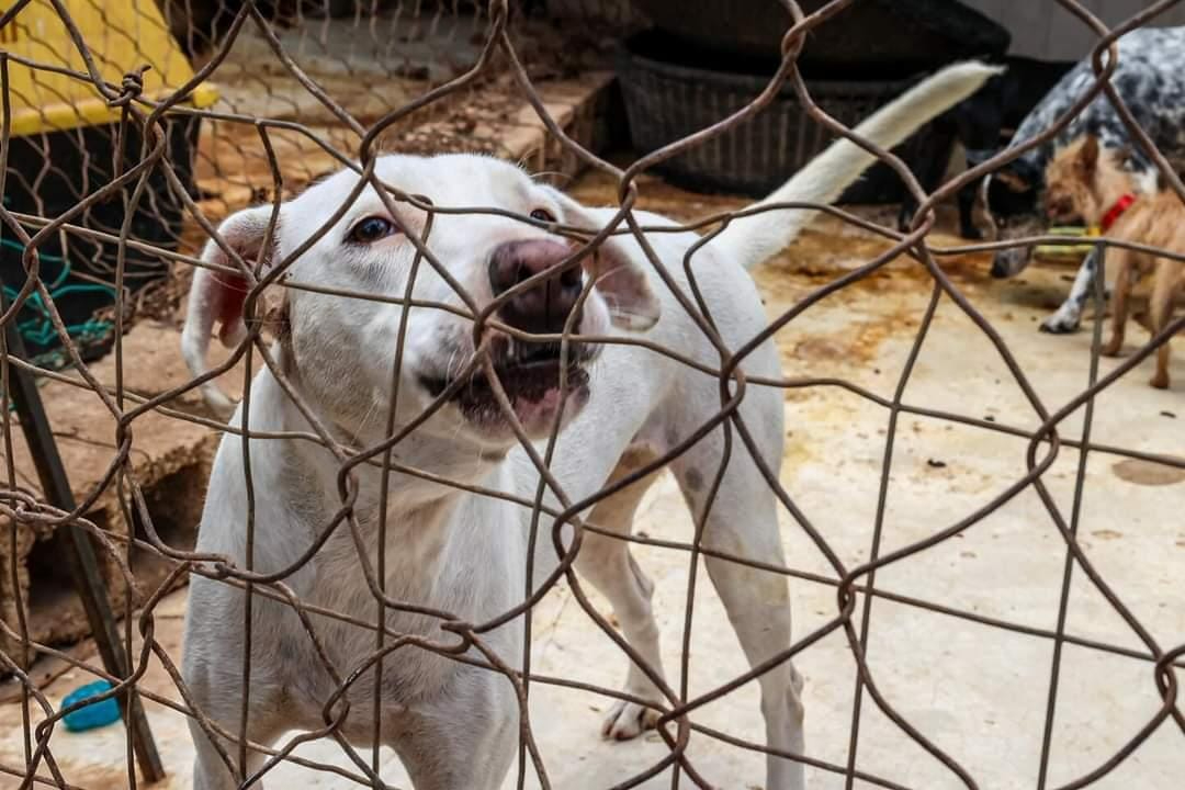 La unidad de protección a la fauna del Ayuntamiento de Mérida atiende 300 denuncias mensuales