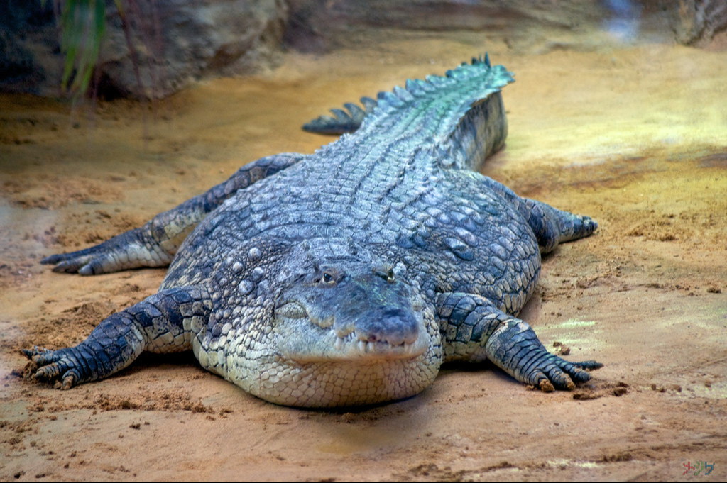 Pescadores de Sisal consideran necesario que se alerte al turismo sobre la presencia de cocodrilos en el puerto