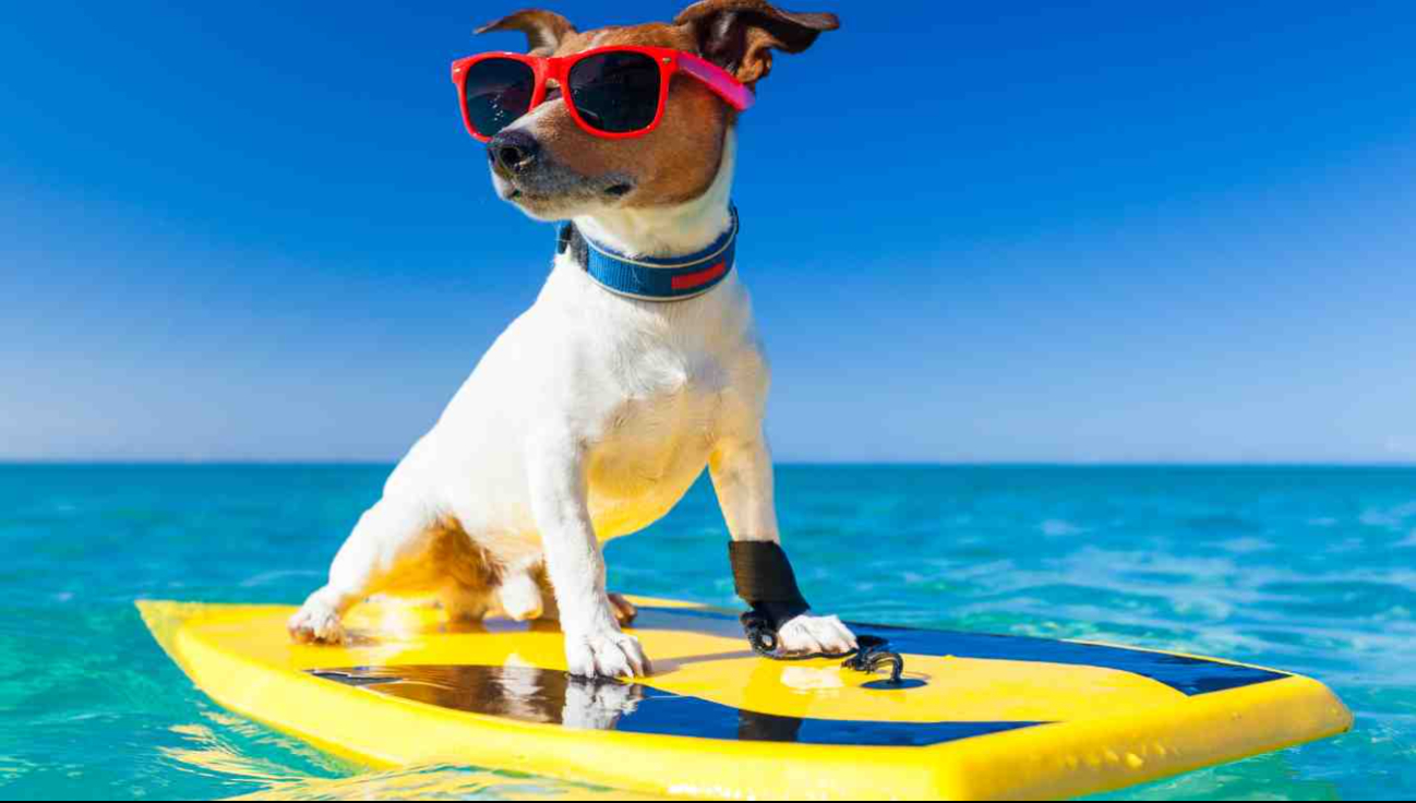 Protege a tu mejor amigo: guía para llevar a tu perrito a la playa en Campeche