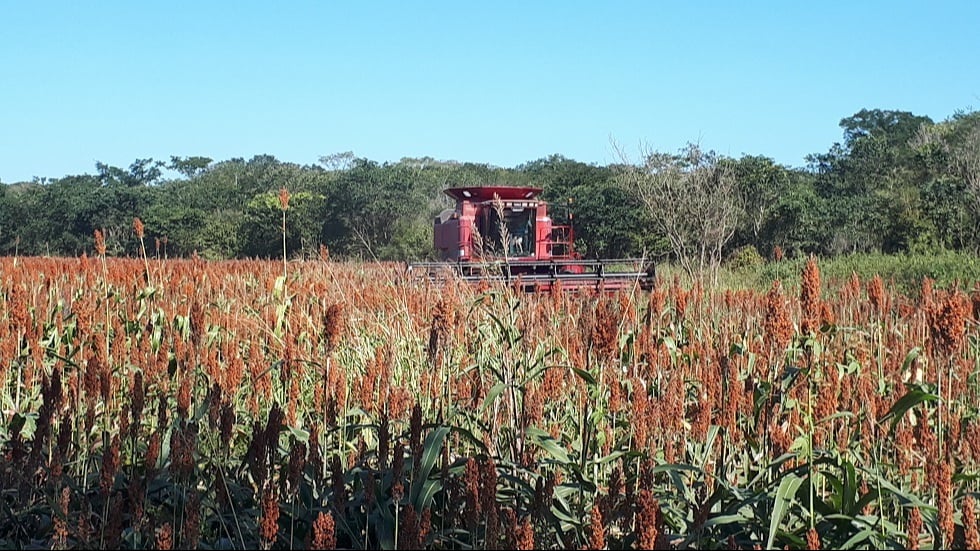  Sequía  ocasiona pérdida de más de 40 mil hectáreas de sorgo en  los Chenes, Campeche   