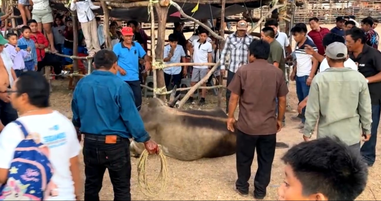 Un burel se escapa del coso taurino durante la feria tradicional de la demarcación de Tixhualactún