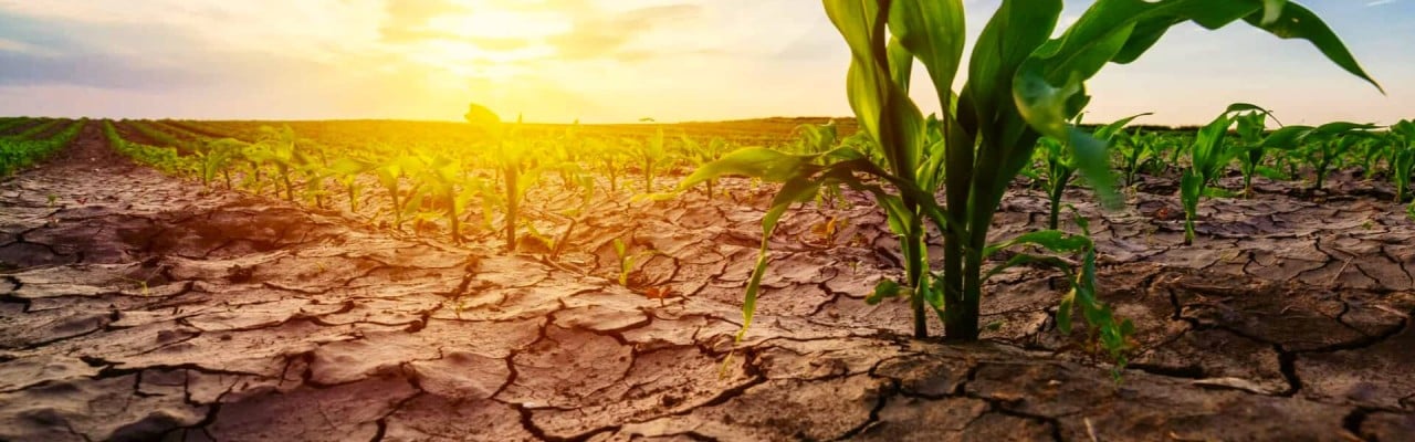  La agricultura en Campeche en vías de extinción   