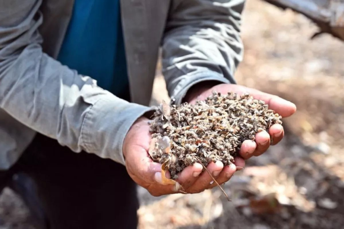 Pueden turnar a la Federación la denuncia por la muerte de las abejas