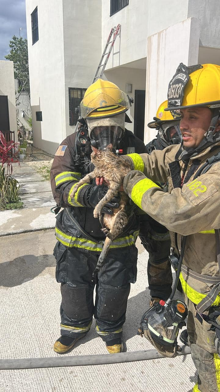 Al ser rescatado, el gato fue entregado a su dueña sano y salvo