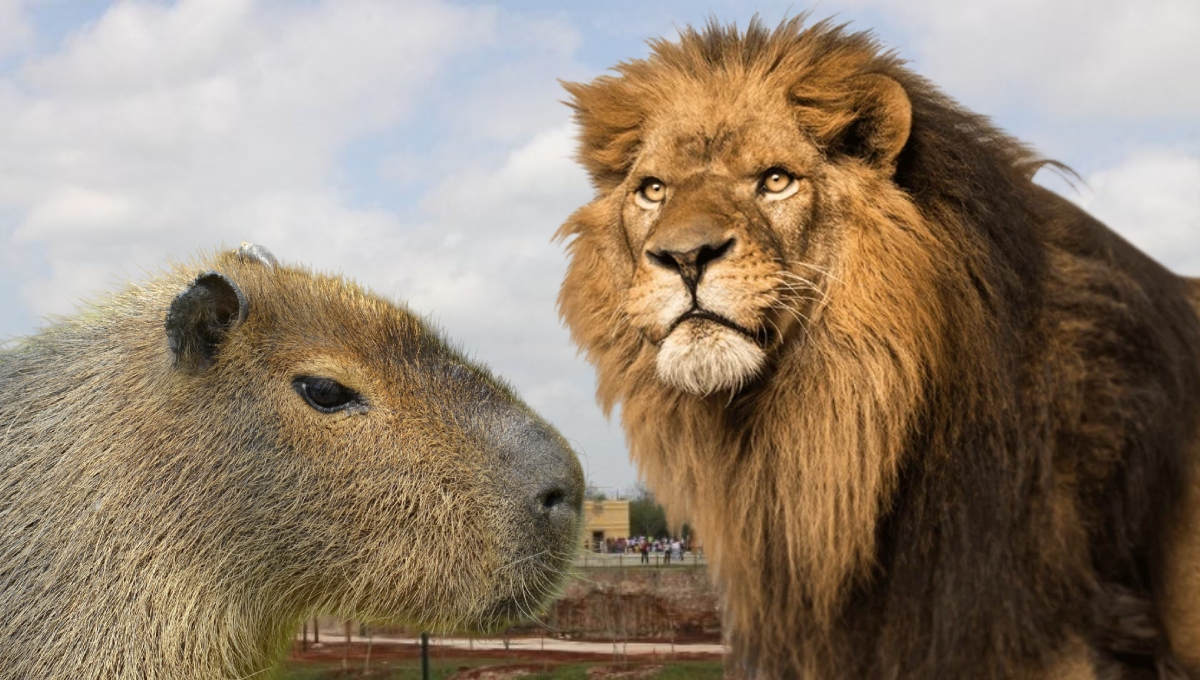 Capibaras y leones son parte de las especies que hay en Animaya