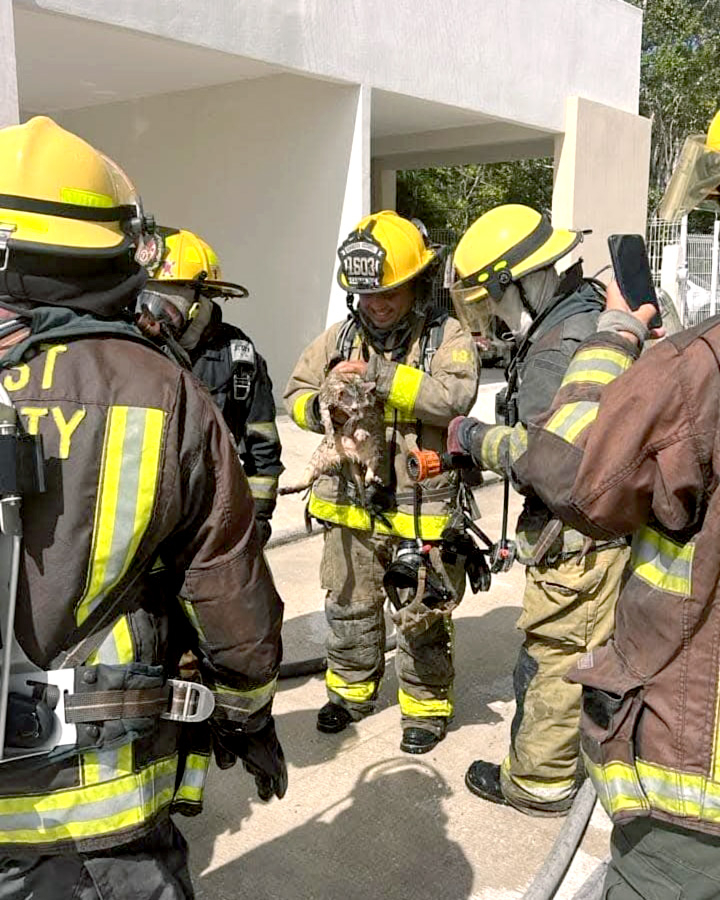 Cuando se reportó que habían animales atrapados, los bomberos actuaron de forma inmediata