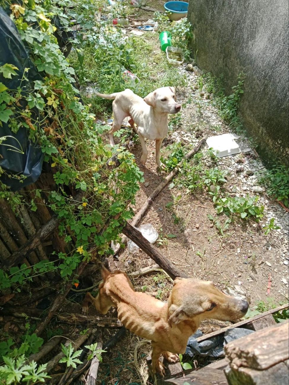 Los perros serán monitoreados por equipo veterinario.