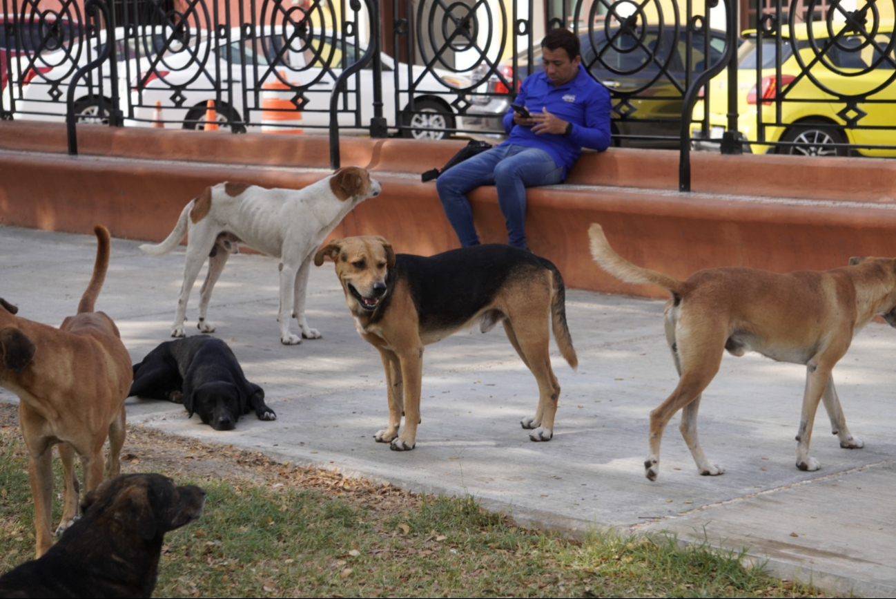 Aumentan Casos de Maltrato Animal en Campeche