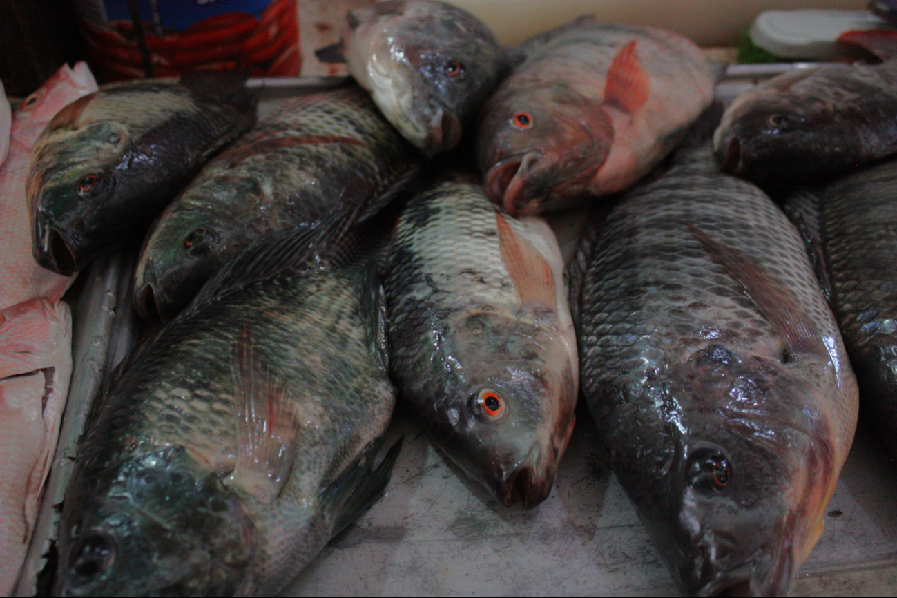 Ventas de mariscos repuntan en mercados de Mérida previo a la Semana Santa