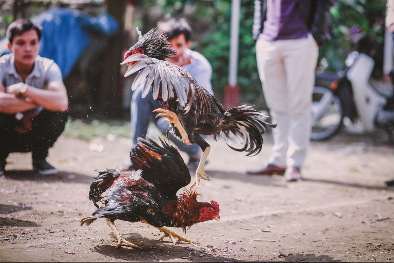 En 2017 se presentó una iniciativa de reforma a la Ley de Protección y Bienestar Animal, la cual fue aprobada en 2019