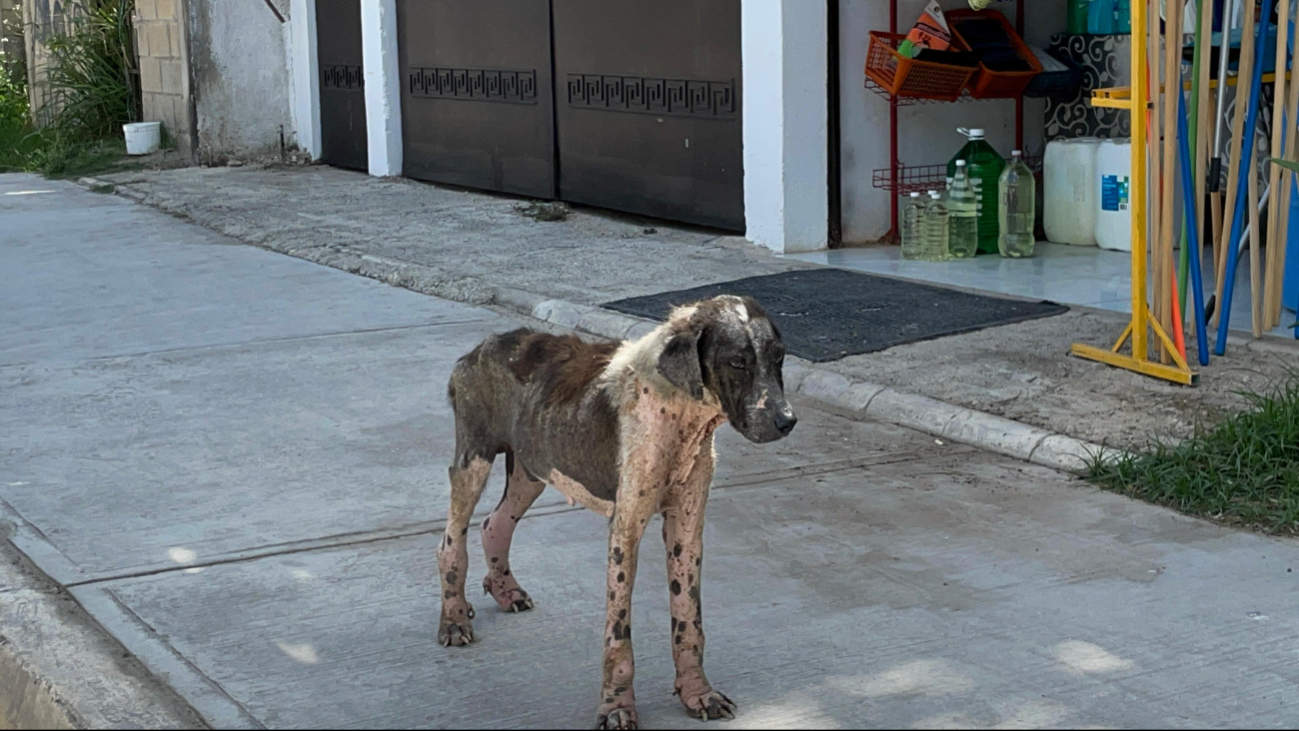 Autoridades necesitan tomar medidas adecuadas para lidiar con los caninos.