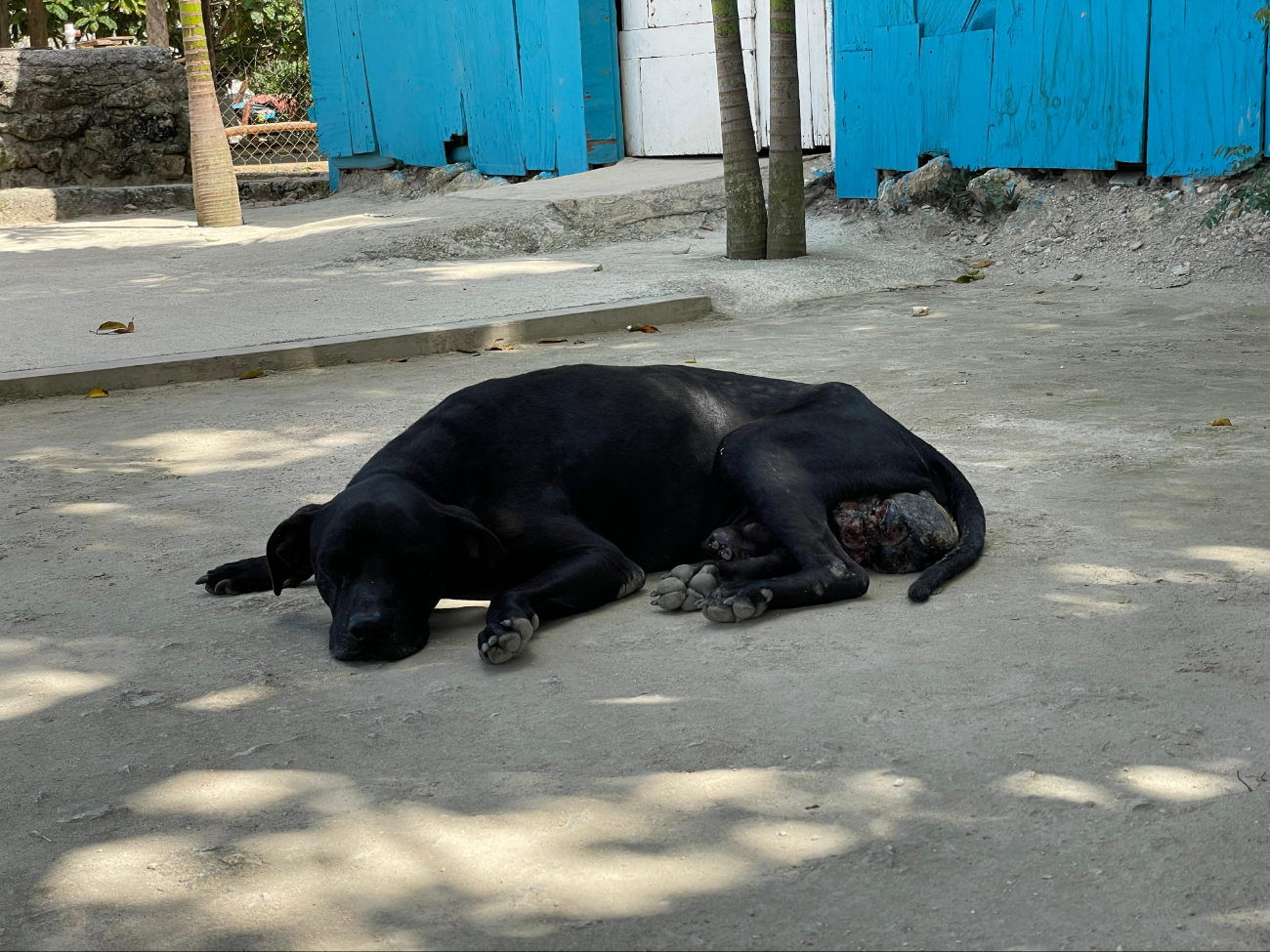 La problemática de perros callejeros se ve presente a través de todo el país.