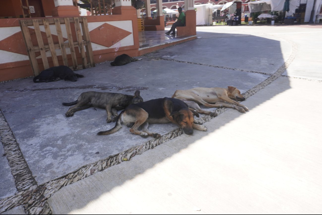 La rescatista alertó que es grave el maltrato animal.