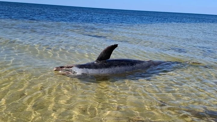 El cuerpo de un mamífero marino apareció en playas de la costa norte de Yucatán