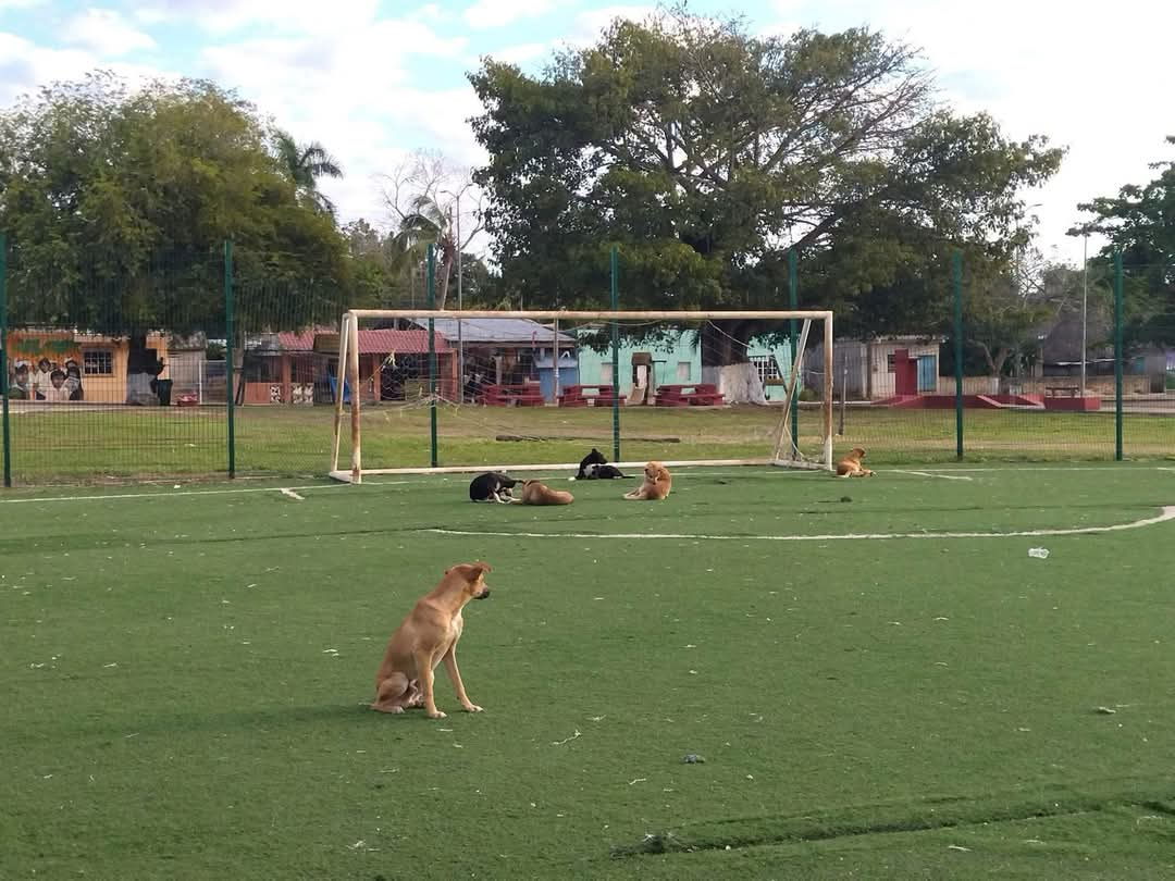 Debido al riesgo a la salud de los locales, se pide responsabilidad a dueños de los animales