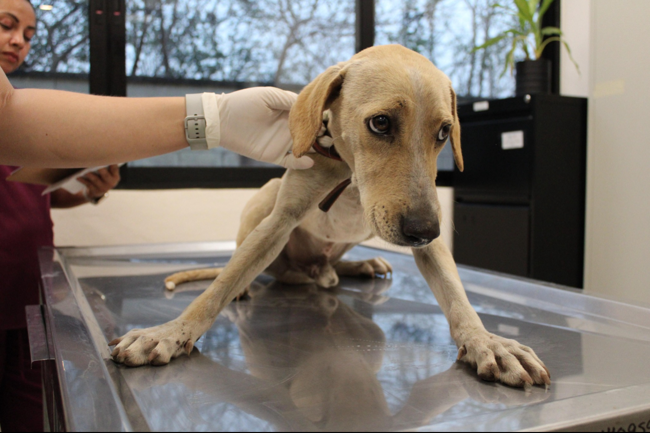 Los perros fueron trasladados a un veterinario municipal