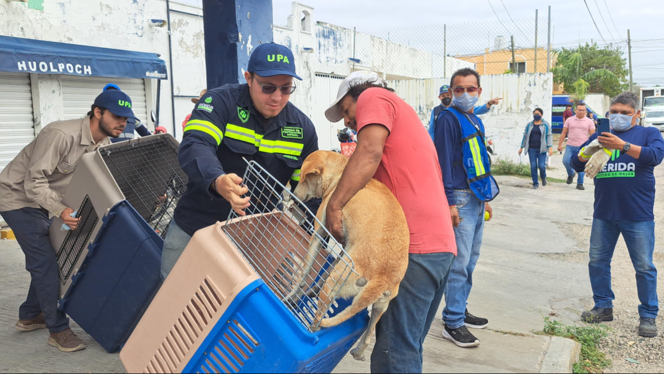 Cuatro perros que se encontraban en el domicilio fueron rescatados