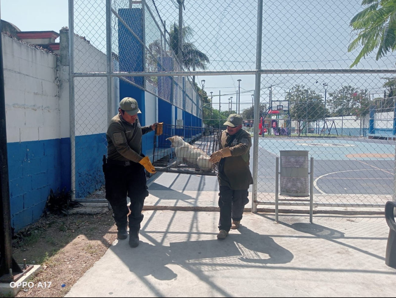 Elementos de seguridad del municipio ponen a salvo a un can y a sus 6 cachorros en la Pablo Moreno