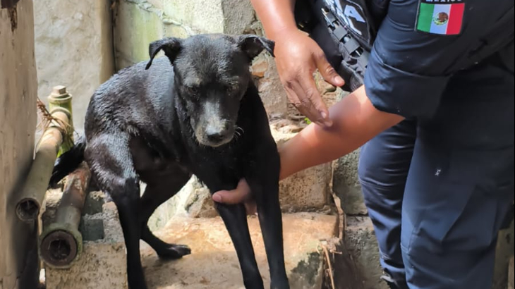 Rescatan a perrito que cayó dentro un pozo en Tizimín