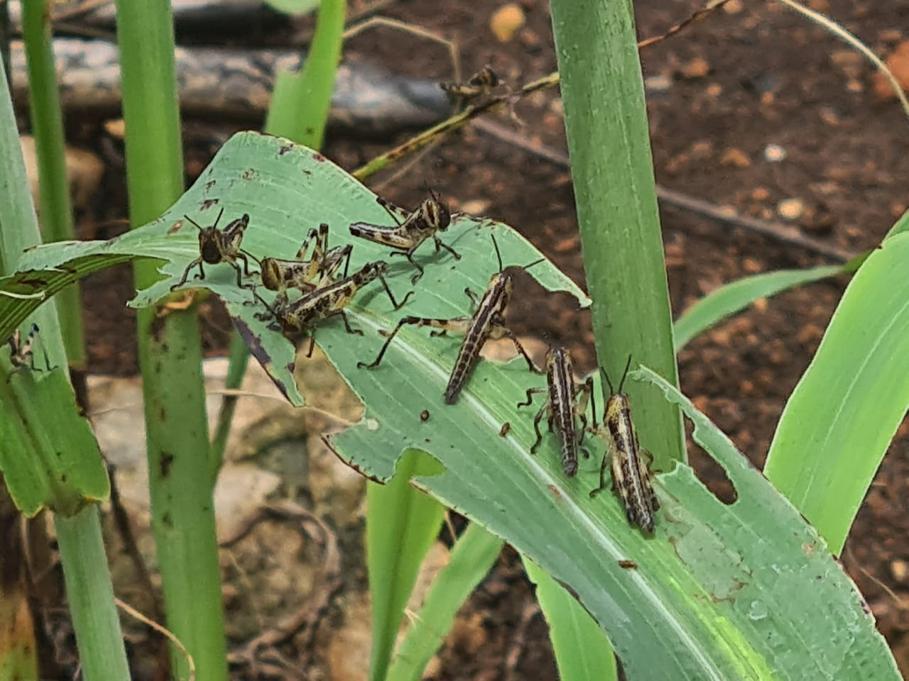 Hopelchén enfrenta invasión de siete mangas de langosta