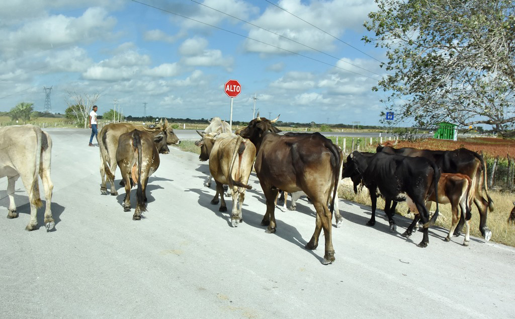 Ganaderos de la zona maya de Quintana Roo en alerta por gusano barrenador