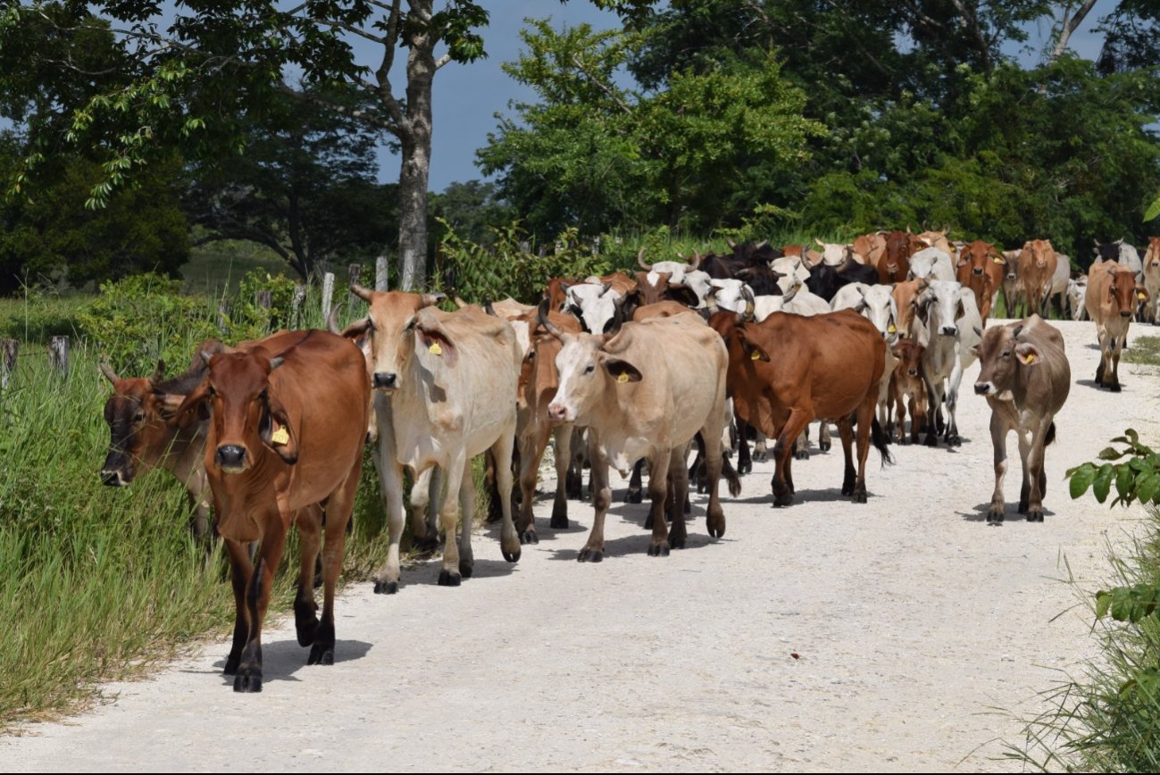 En 2024 durante la sequía murieron más de 3 mil ganados en Campeche