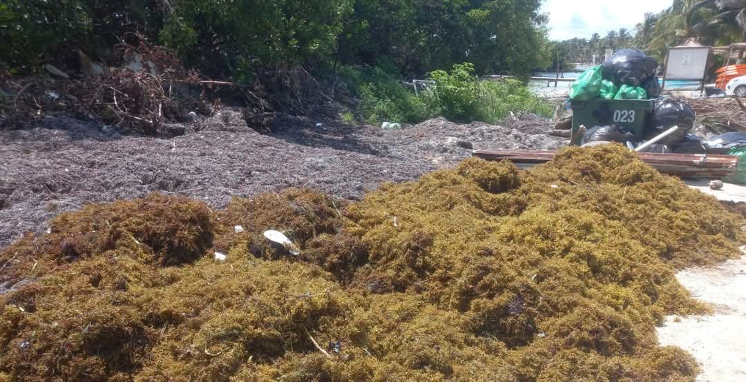 Sargazo continua afectando a playas de Mahahual 