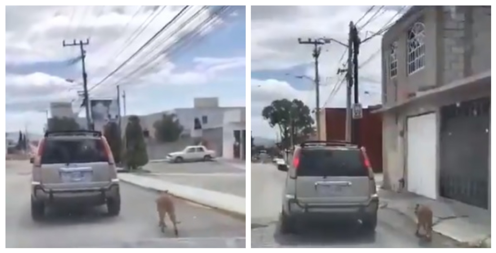 A pesar del intento de la persona que grabó el vídeo, la pareja se negó a detener la camioneta. Foto: Internet