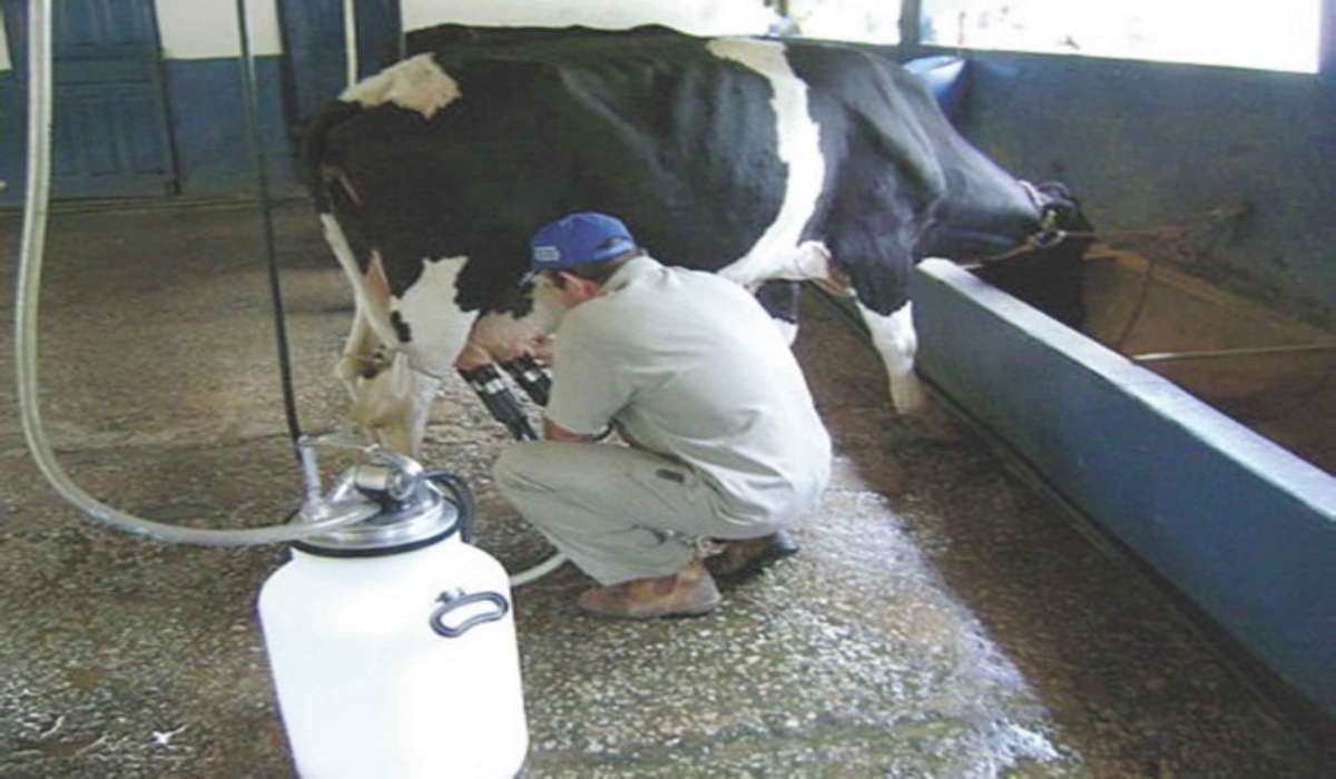 Asesoran a los productores lecheros para alcanzar los estándares que exige Liconsa. Foto: Agustín Ferrer.