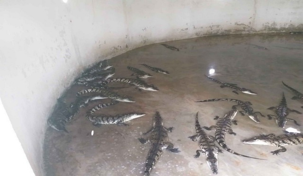 Desechos del pez topota son utilizados para alimentar cocodrilos en Palizada