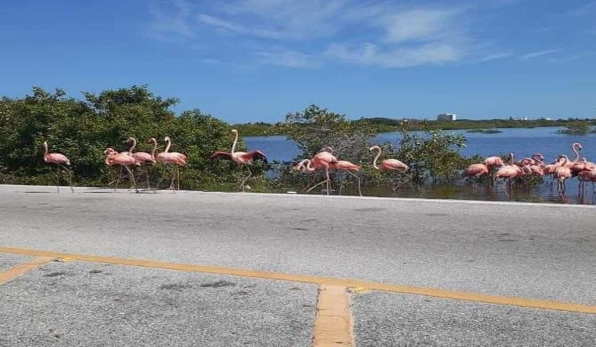 Piden a los automovilistas tener precaución para evitar atropellar a las aves. Foto: Fernando Puerto Villanueva en Facebook.